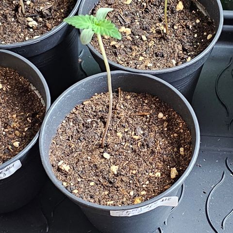 April Ape #2 growlog timeline photo
