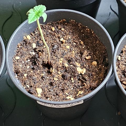 Stinky May #1 growlog timeline photo