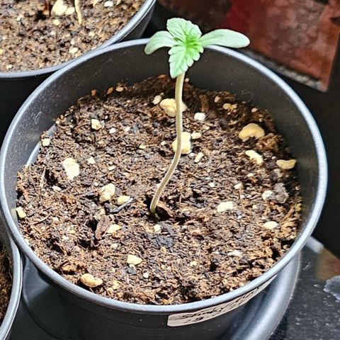 Stinky May #2 growlog timeline photo