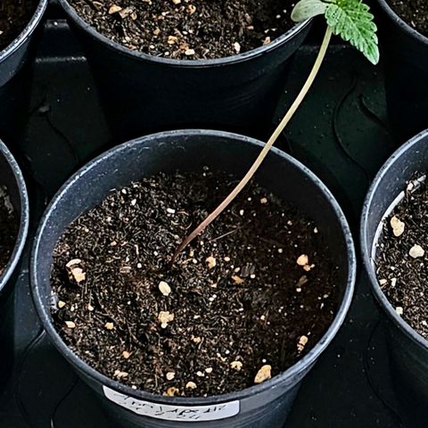 April Ape #2 growlog timeline photo