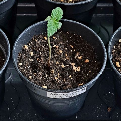 Stinky May #1 growlog timeline photo
