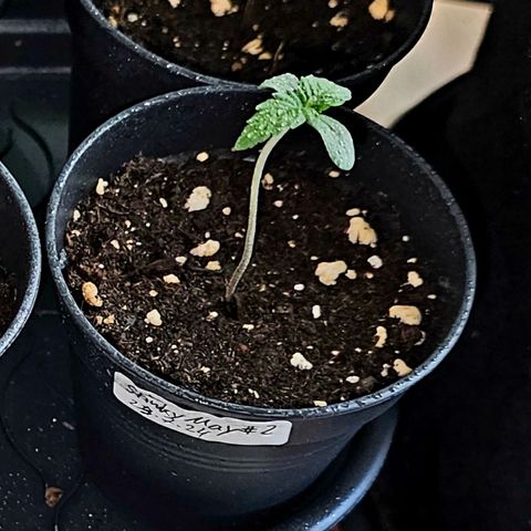 Stinky May #2 growlog timeline photo