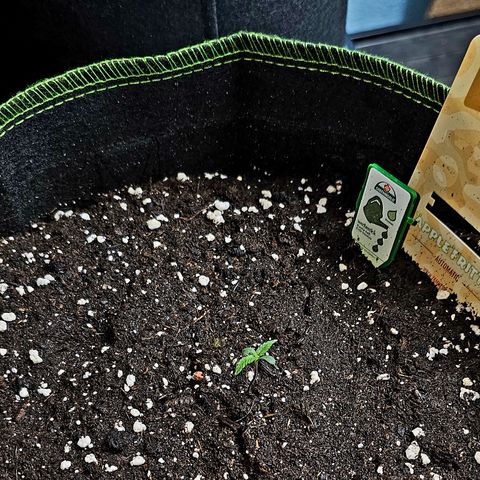 Apple Fritter Auto #1 growlog timeline photo