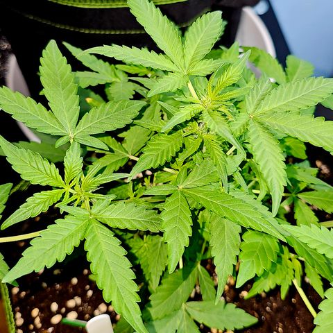 Amnesia Haze Auto #2 growlog timeline photo