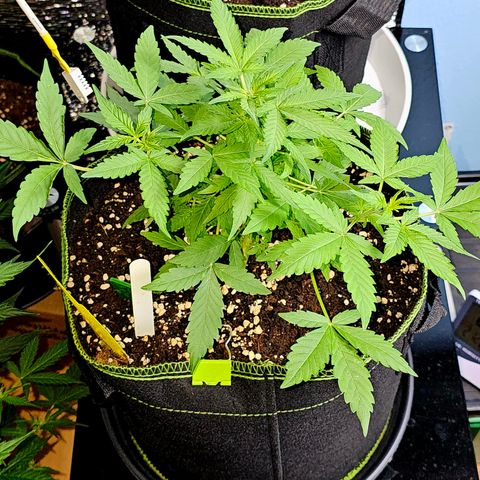 Amnesia Haze Auto #2 growlog timeline photo