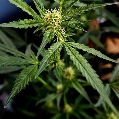 Lemon Auto #5 growlog timeline photo