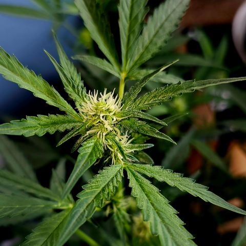 Lemon Auto #5 growlog timeline photo