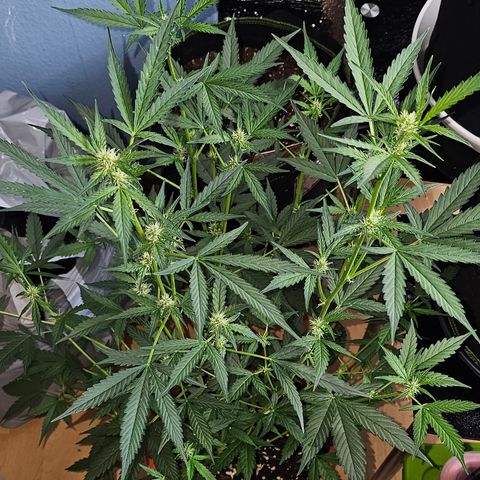 Lemon Auto #5 growlog timeline photo