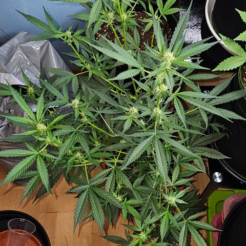 Lemon Auto #5 growlog timeline photo