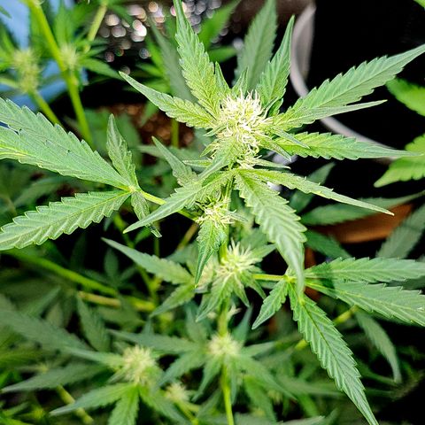 Lemon Auto #5 growlog timeline photo