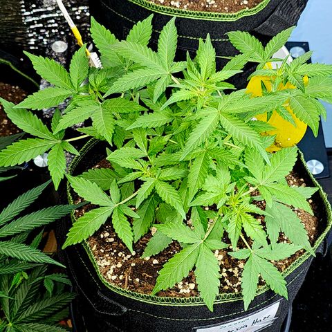 Amnesia Haze Auto #2 growlog timeline photo