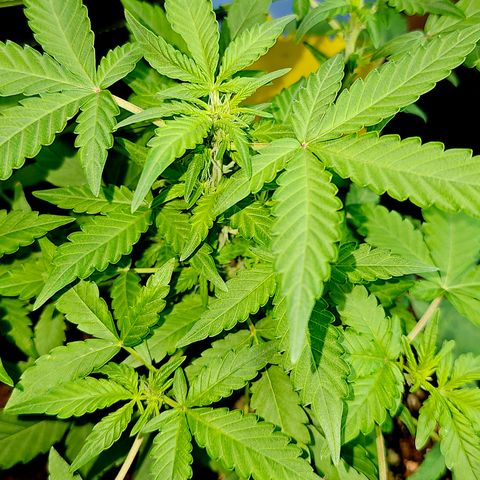 Amnesia Haze Auto #2 growlog timeline photo
