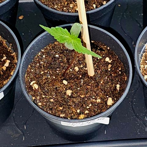 April Ape #2 growlog timeline photo