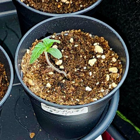 Stinky May #2 growlog timeline photo