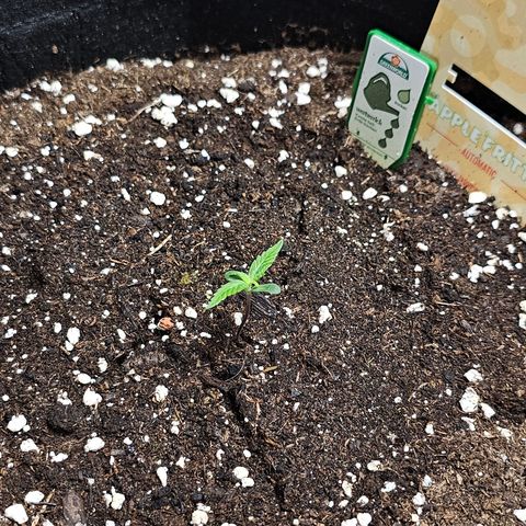 Apple Fritter Auto #1 growlog timeline photo