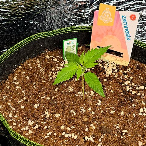Sunset Sherbet Auto #1 growlog timeline photo