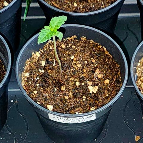 Stinky May #1 growlog timeline photo