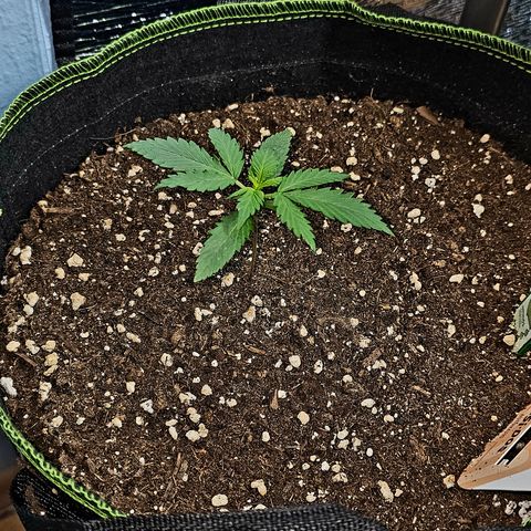 Do-Si-Dos #1 growlog timeline photo