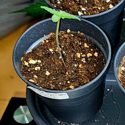 Good April #1 growlog timeline photo