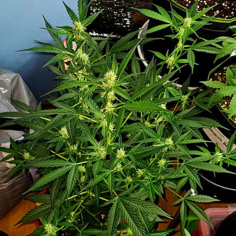 Lemon Auto #5 growlog timeline photo