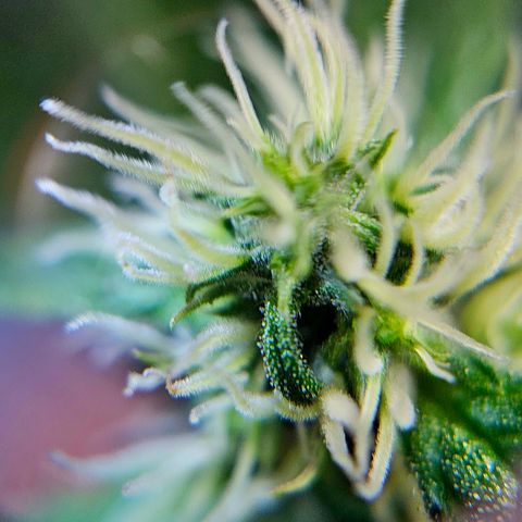 Lemon Auto #5 growlog timeline photo