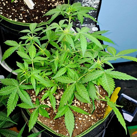 Amnesia Haze Auto #2 growlog timeline photo