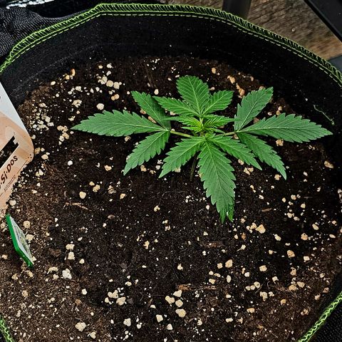 Do-Si-Dos #1 growlog timeline photo