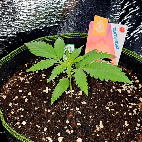 Sunset Sherbet Auto #1 growlog timeline photo