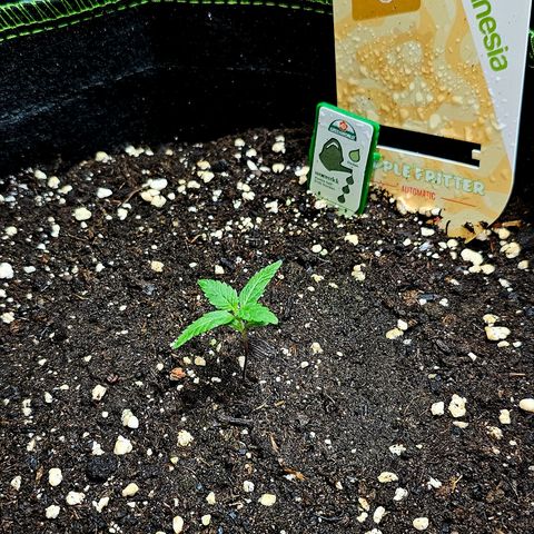 Apple Fritter Auto #1 growlog timeline photo
