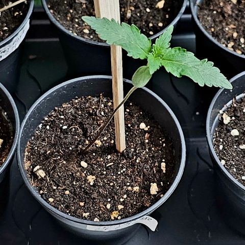 April Ape #2 growlog timeline photo
