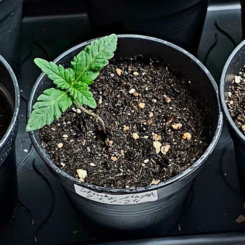Stinky May #1 growlog timeline photo