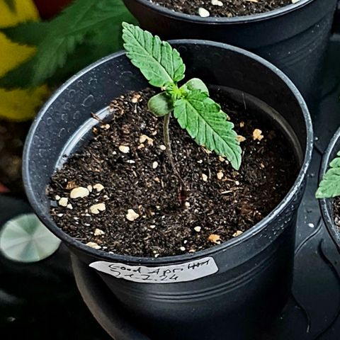 Good April #1 growlog timeline photo