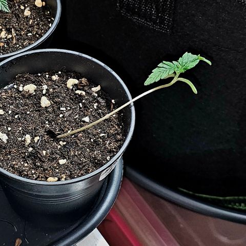 Stinky May #2 growlog timeline photo