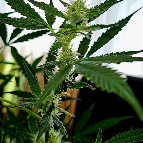 Lemon Auto #5 growlog timeline photo