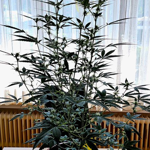 Lemon Auto #5 growlog timeline photo
