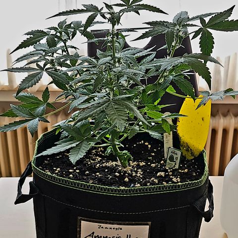 Amnesia Haze Auto #2 growlog timeline photo