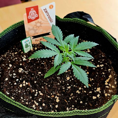 Do-Si-Dos #1 growlog timeline photo