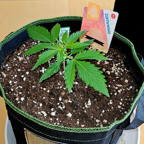 Sunset Sherbet Auto #1 growlog timeline photo