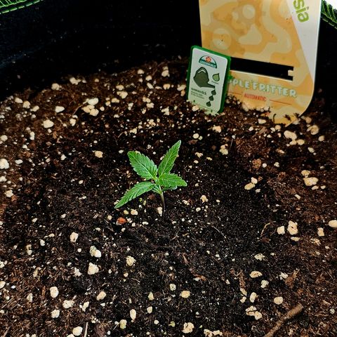Apple Fritter Auto #1 growlog timeline photo
