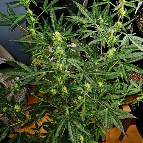 Lemon Auto #5 growlog timeline photo