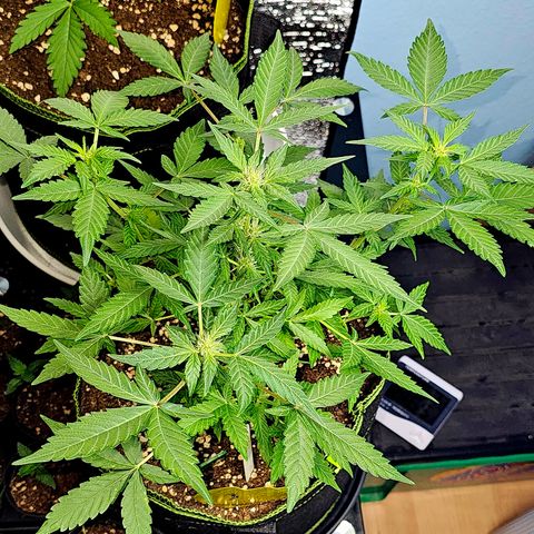 Amnesia Haze Auto #2 growlog timeline photo