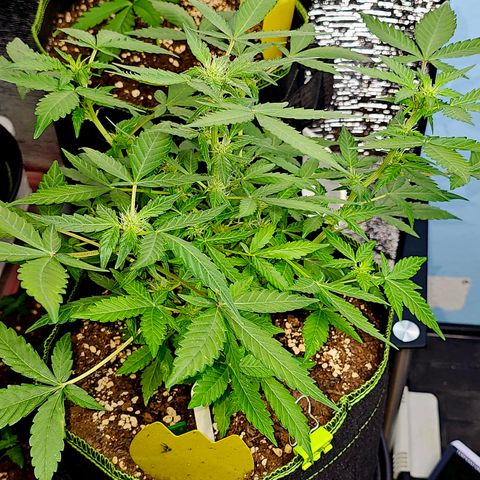 Amnesia Haze Auto #2 growlog timeline photo