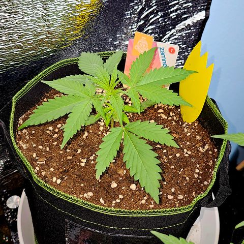 Sunset Sherbet Auto #1 growlog timeline photo