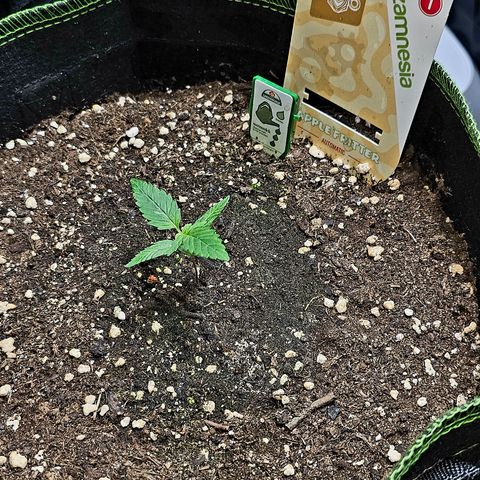 Apple Fritter Auto #1 growlog timeline photo