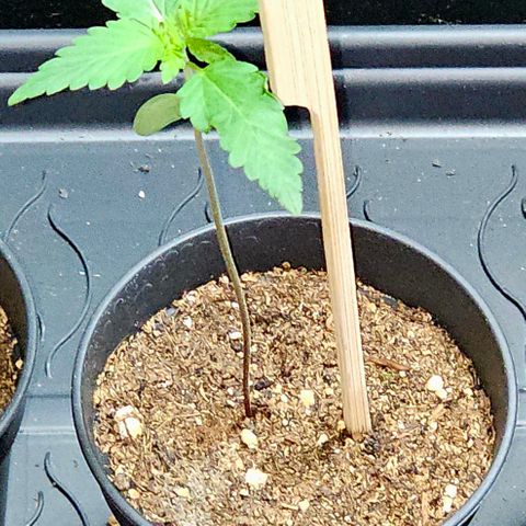 April Ape #2 growlog timeline photo