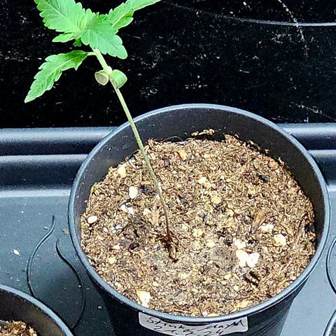 Stinky May #1 growlog timeline photo