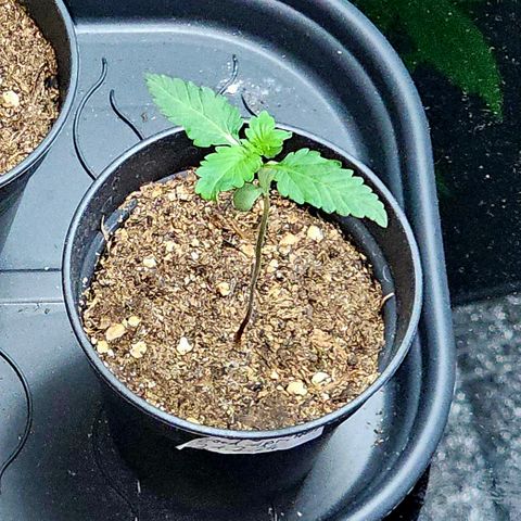 Good April #1 growlog timeline photo