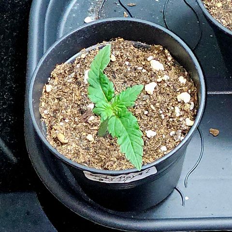 Stinky May #2 growlog timeline photo