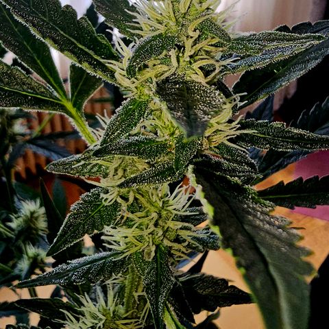 Lemon Auto #5 growlog timeline photo