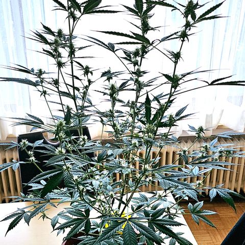 Lemon Auto #5 growlog timeline photo